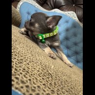 Chihuahua
