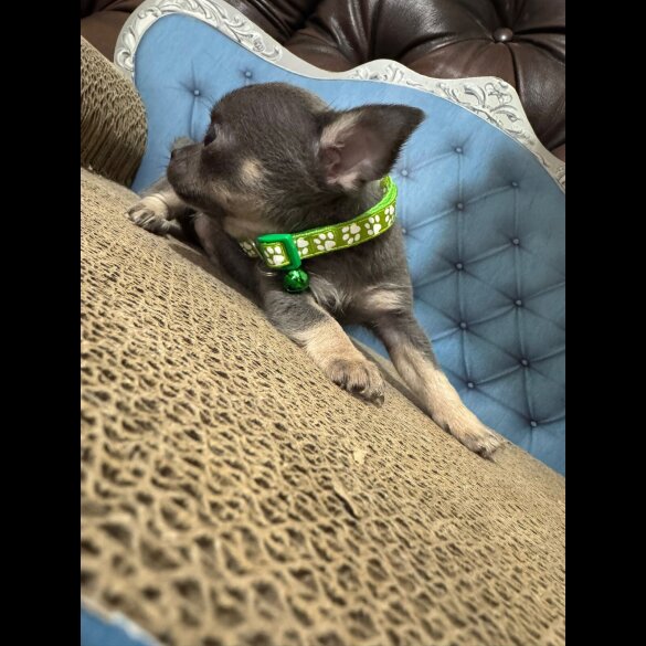Chihuahua
