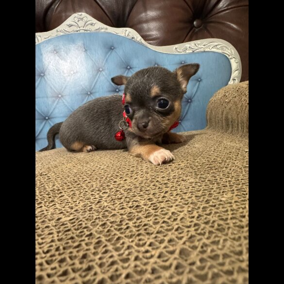 Chihuahua