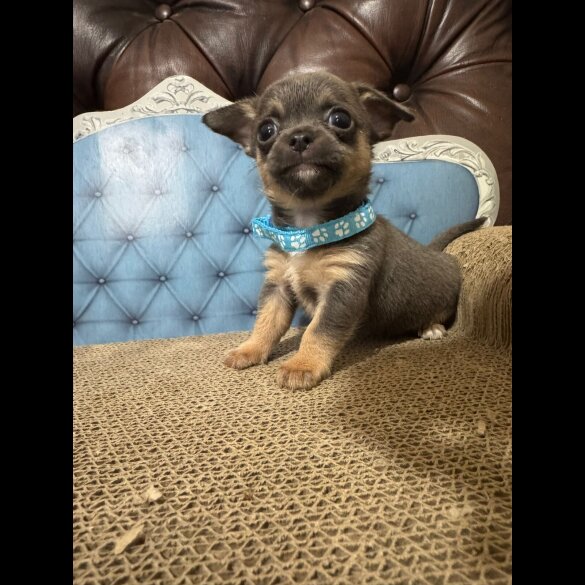 Chihuahua