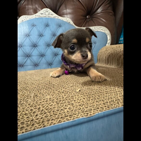 Chihuahua
