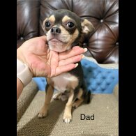 Chihuahua