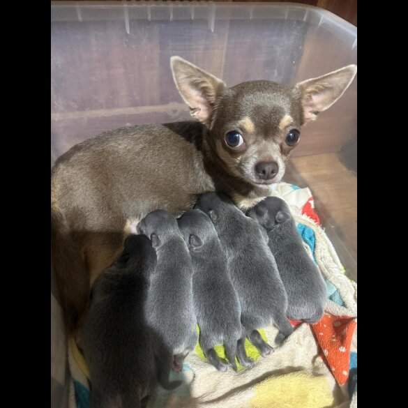 Chihuahua