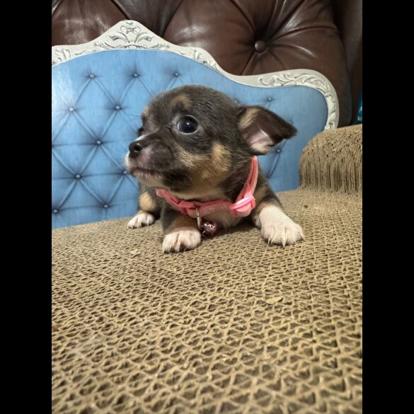 Chihuahua