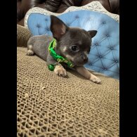 Chihuahua