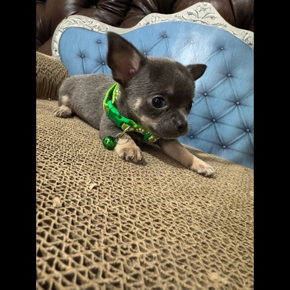 Chihuahua