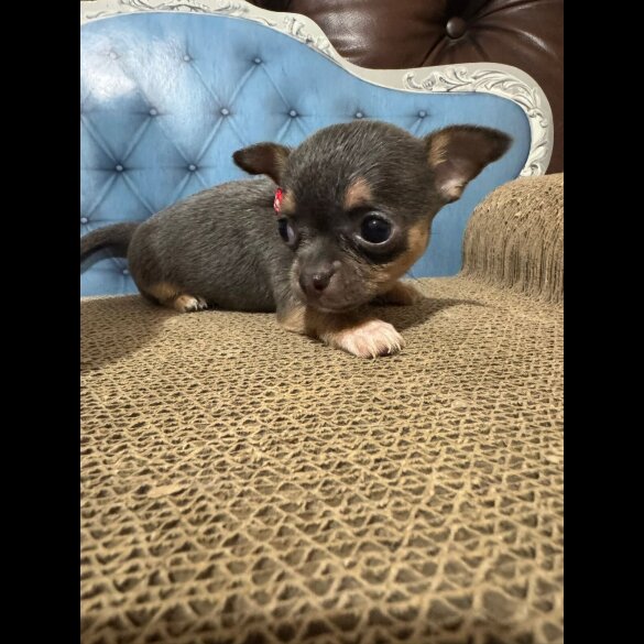 Chihuahua