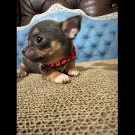 Chihuahua
