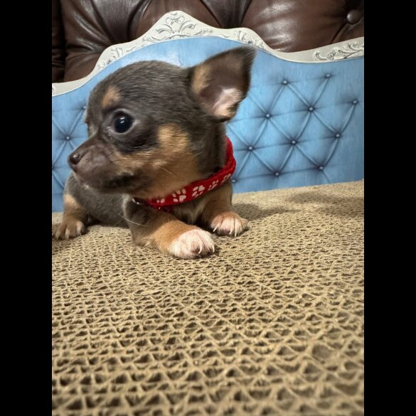 Chihuahua