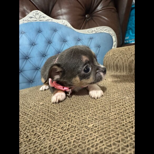 Chihuahua