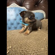 Chihuahua