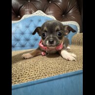 Chihuahua