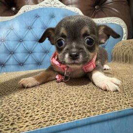 Chihuahua