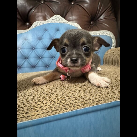 Chihuahua