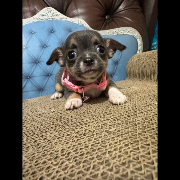 Chihuahua