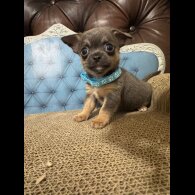 Chihuahua