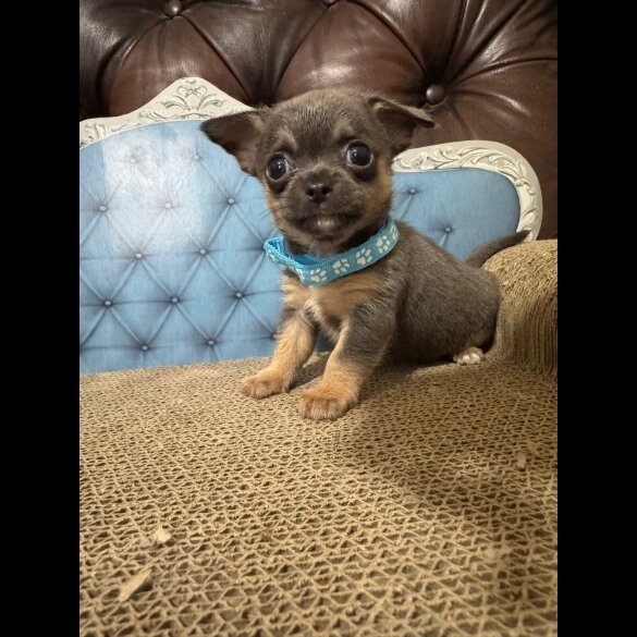 Chihuahua