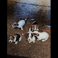 Jack Russell