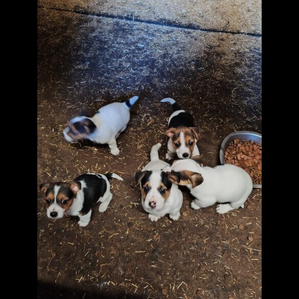 Jack Russell