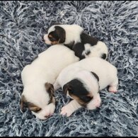 Jack Russell
