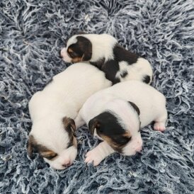 Jack Russell