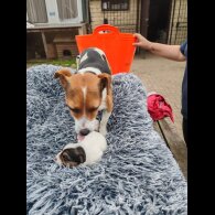 Jack Russell