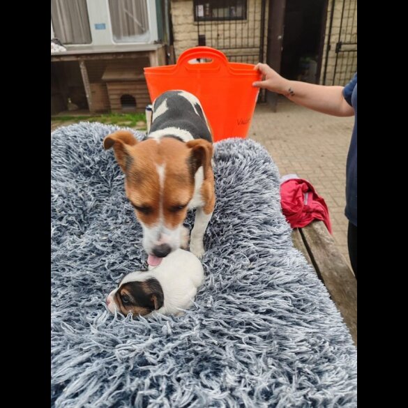 Jack Russell
