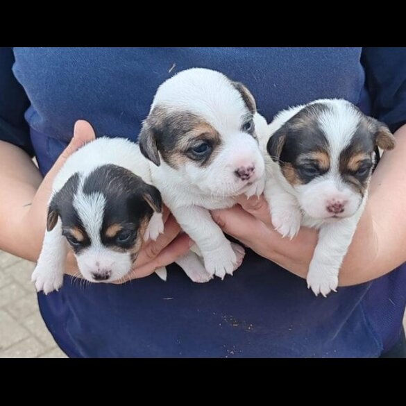 Jack Russell