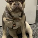French Bulldog