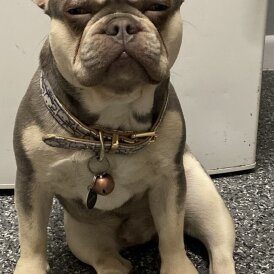 French Bulldog