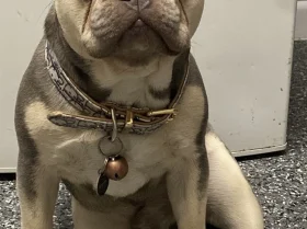 French Bulldog