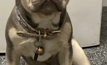 French Bulldog