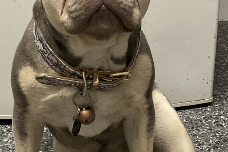 French Bulldog