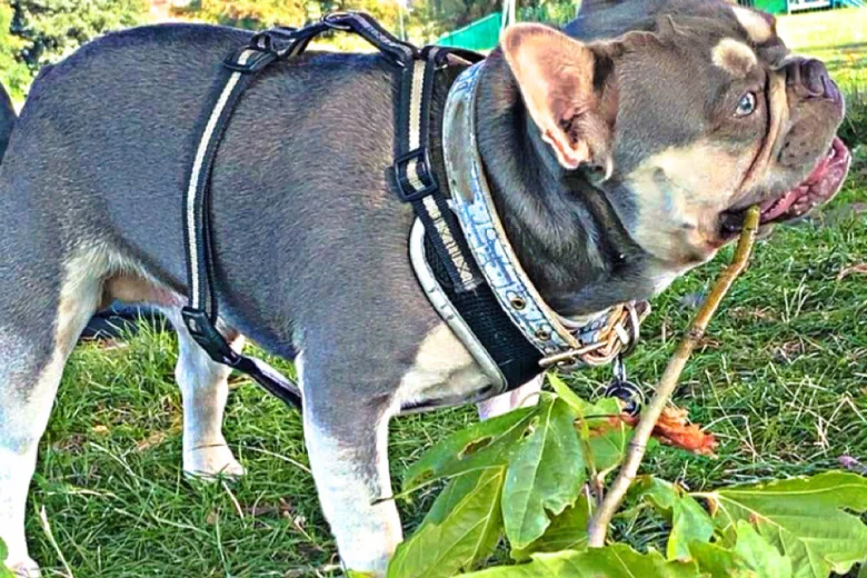 French Bulldog