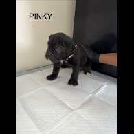 Cane Corso