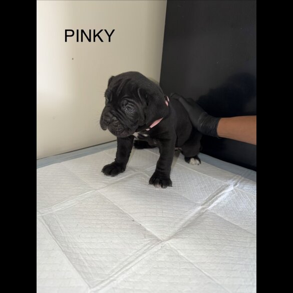 Cane Corso