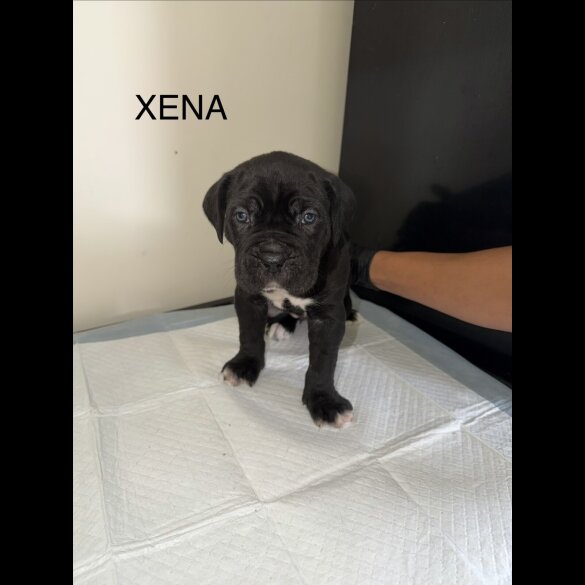 Cane Corso