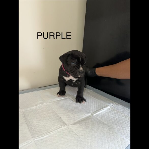 Cane Corso