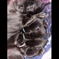 Cane Corso