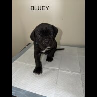 Cane Corso