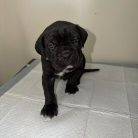 Cane Corso
