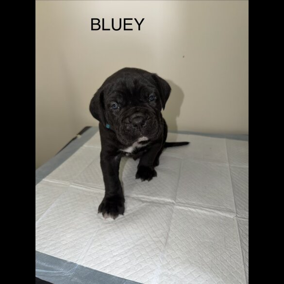 Cane Corso