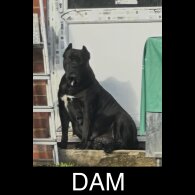 Cane Corso