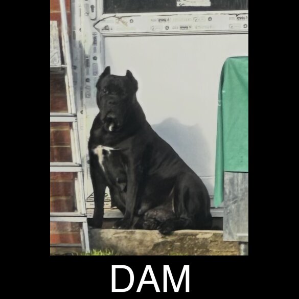 Cane Corso