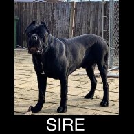 Cane Corso