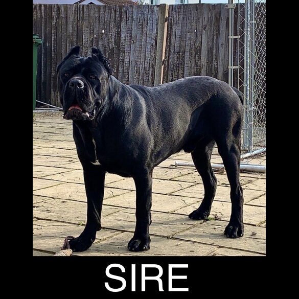 Cane Corso