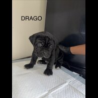 Cane Corso
