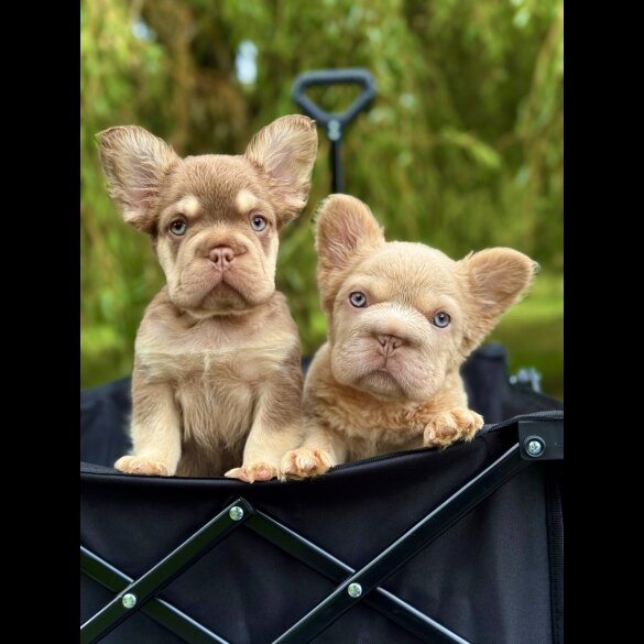 French Bulldog