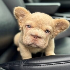 French Bulldog
