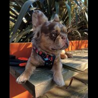 French Bulldog